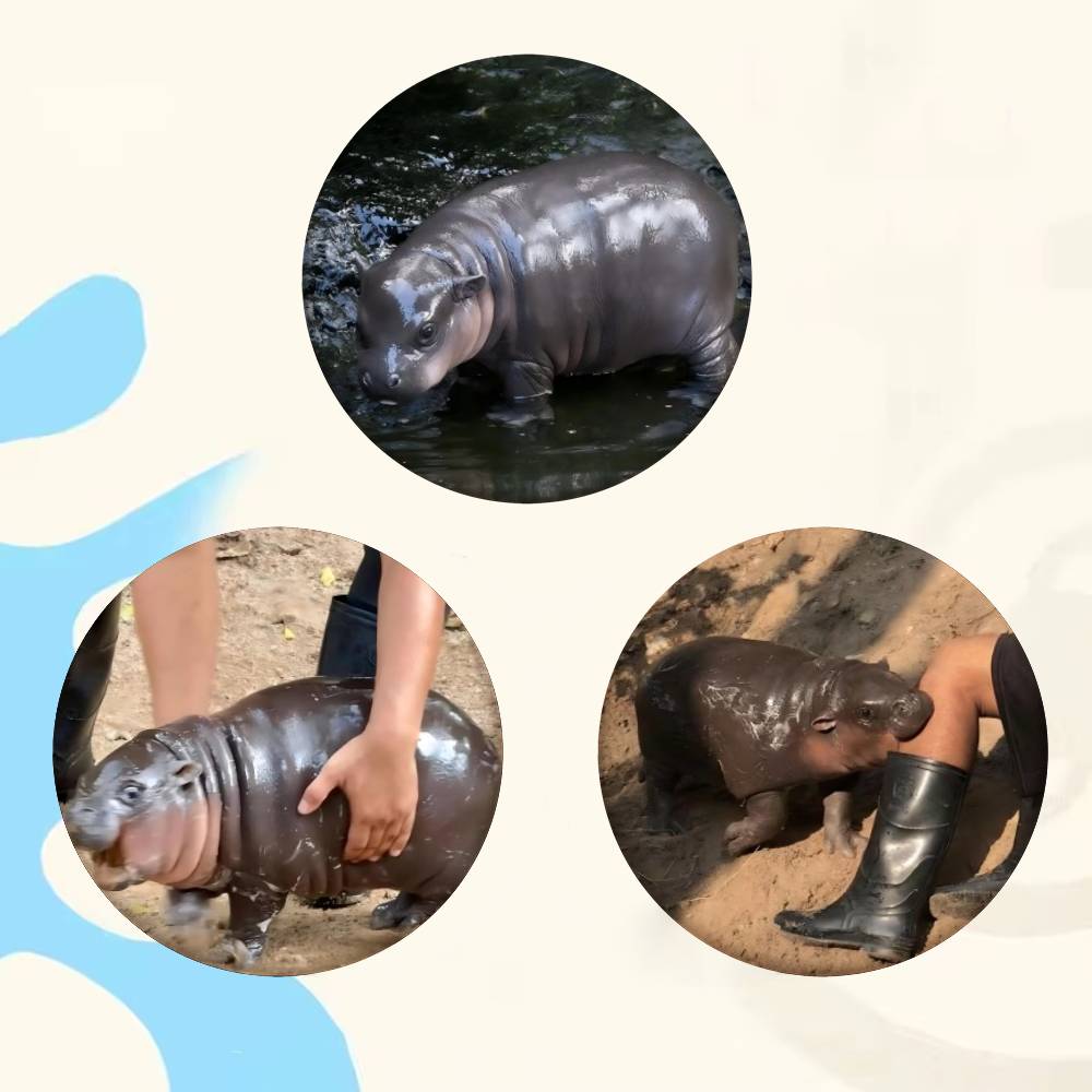 Baby Hippo Moo Deng Badge Tinp - Baby Clothing Japan ulasan dan harga